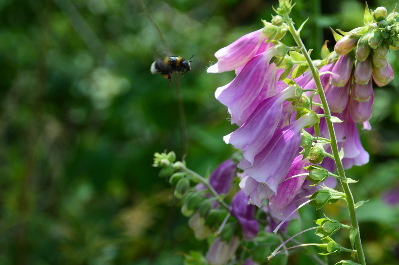 nature flower insect free photo