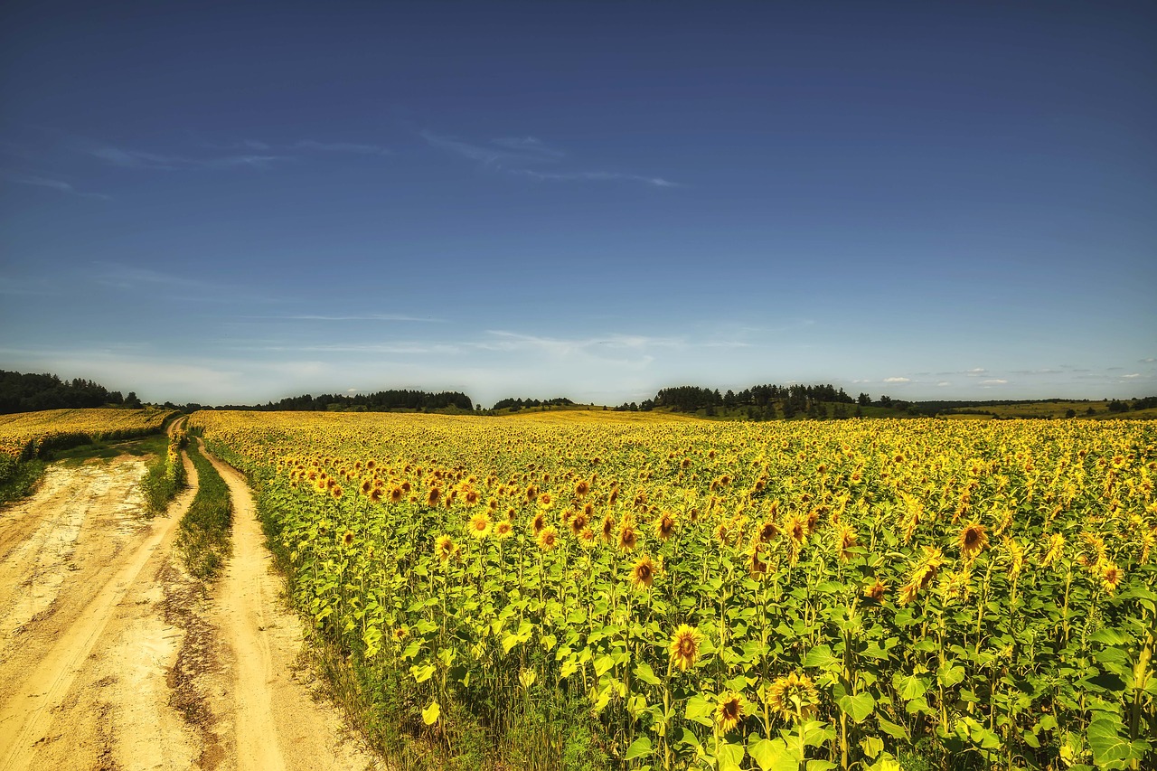 nature landscape field free photo