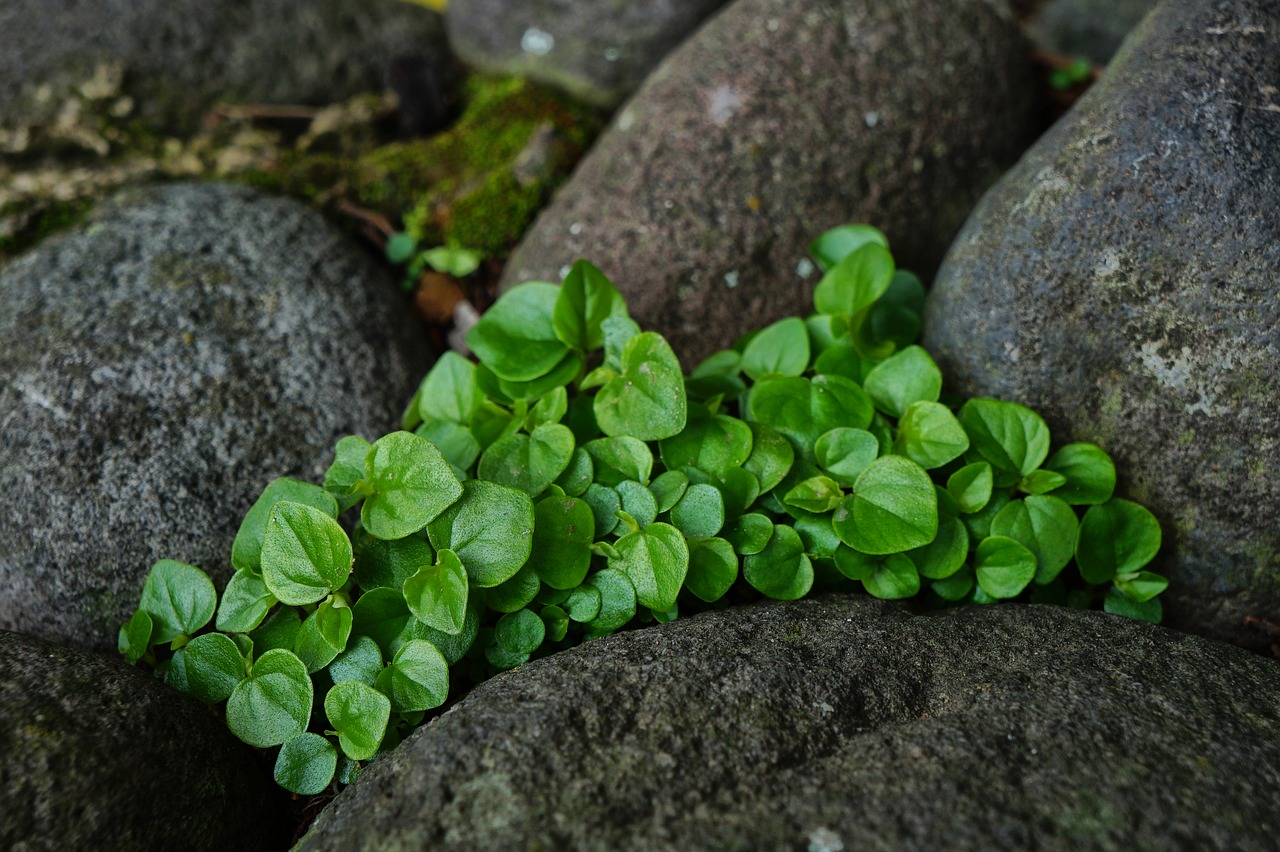 nature leaves mint free photo