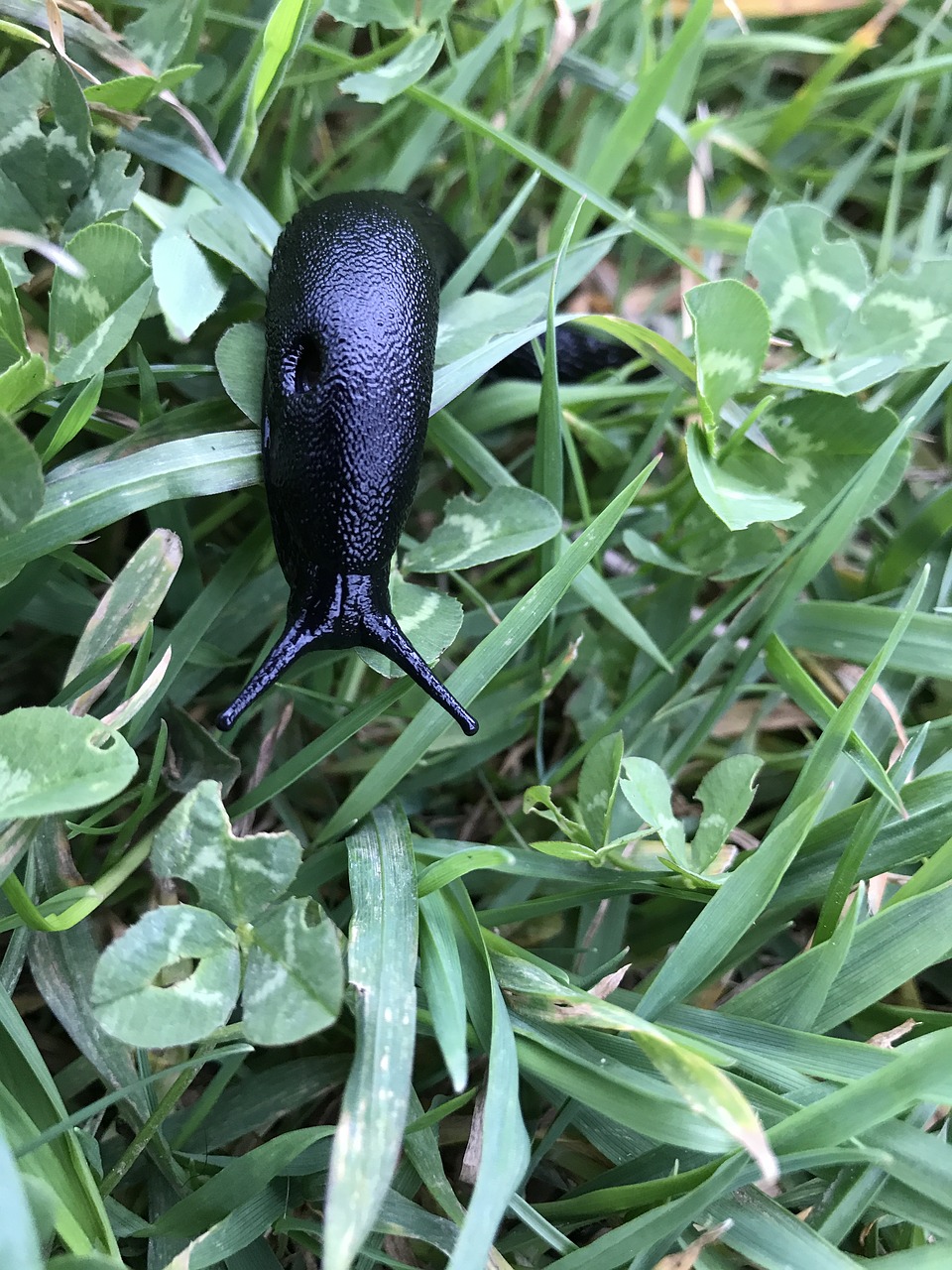 nature snail crawling free photo
