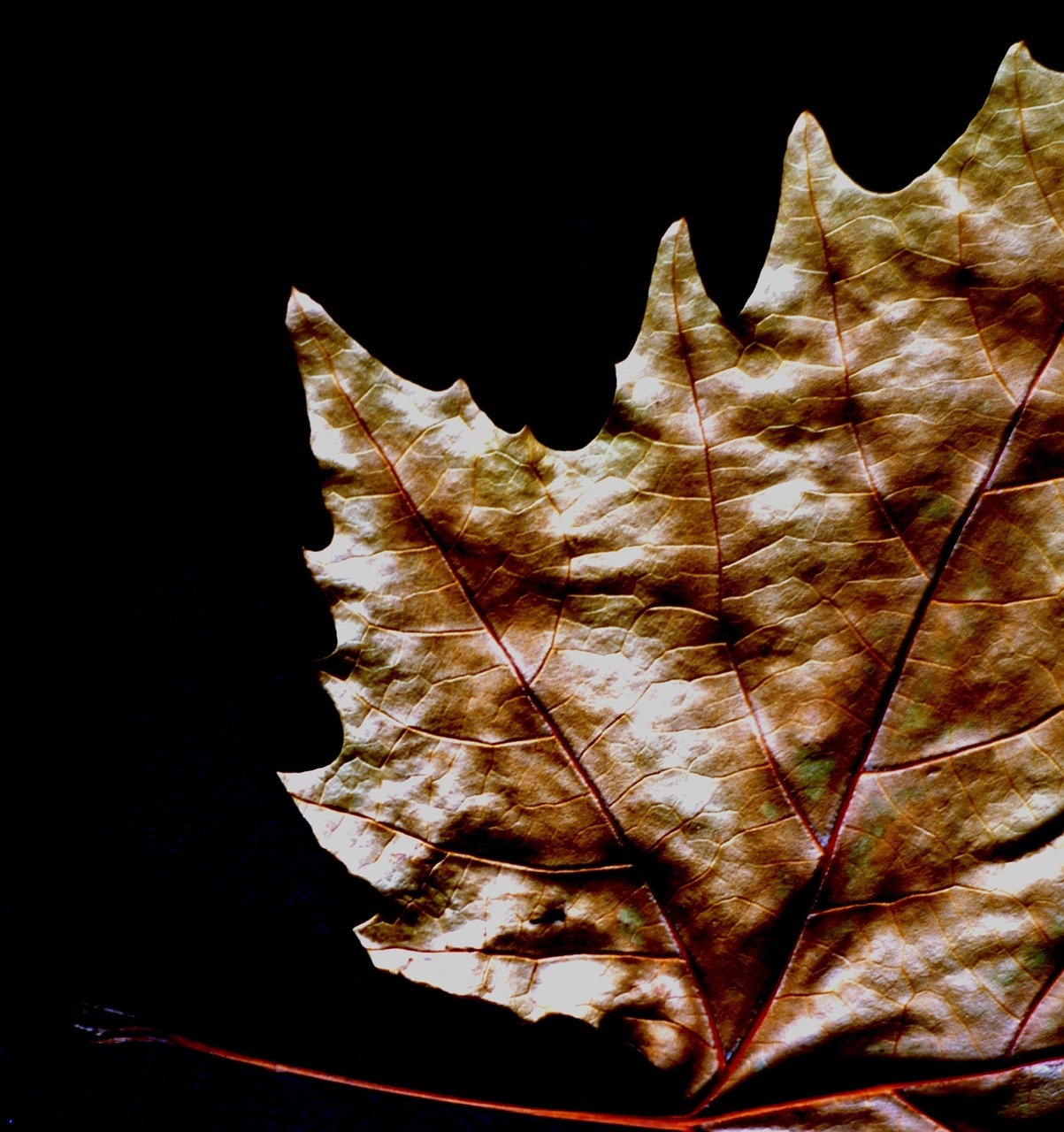 nature sheet sycamore free photo