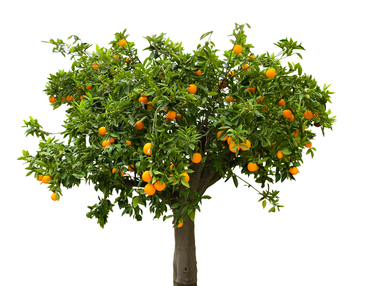 nature tree orange free photo