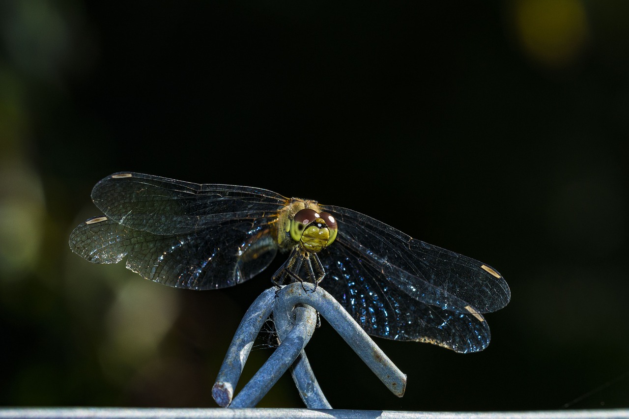 nature macro dragonfly free photo