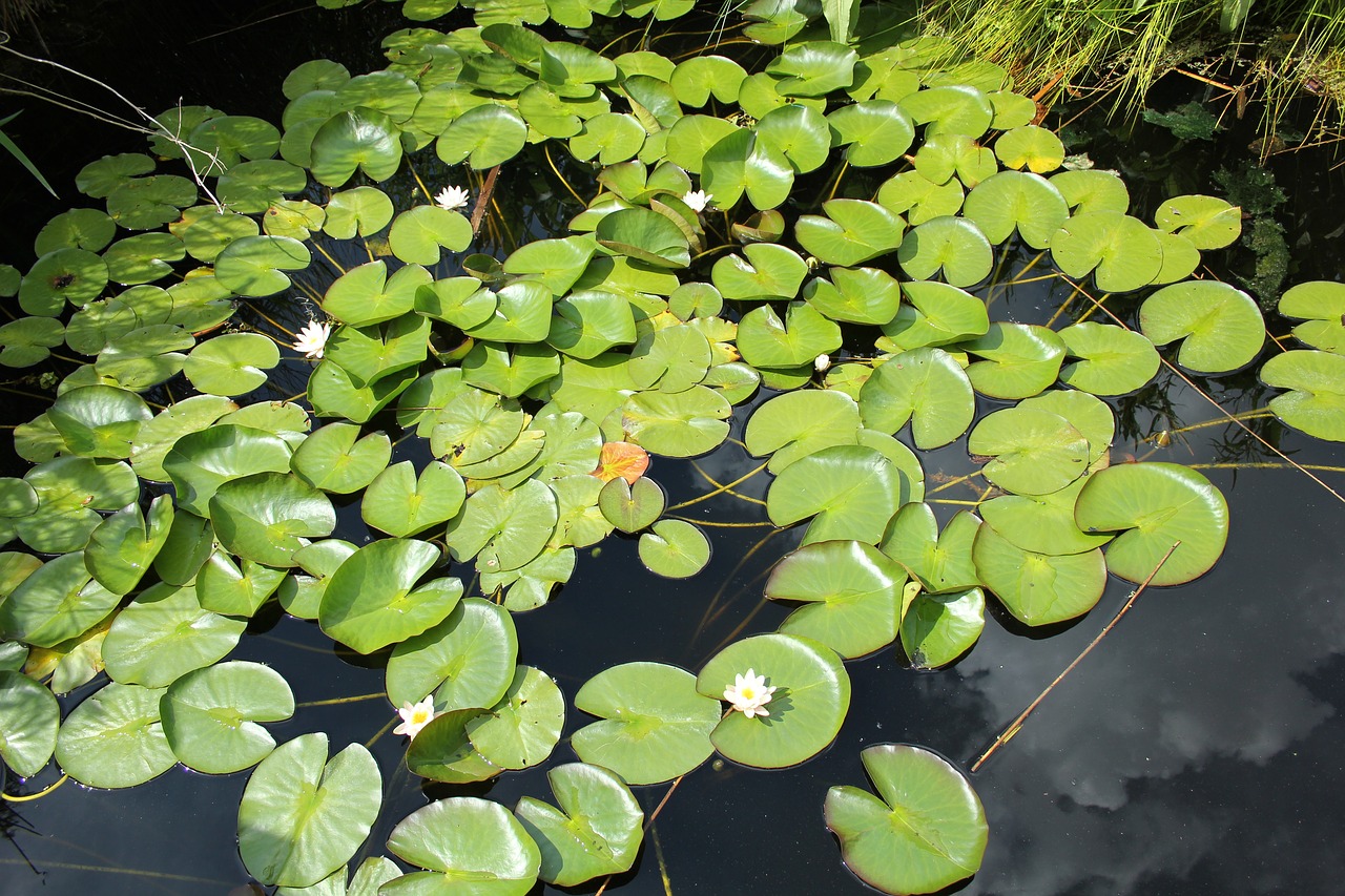 nature outdoor pond free photo