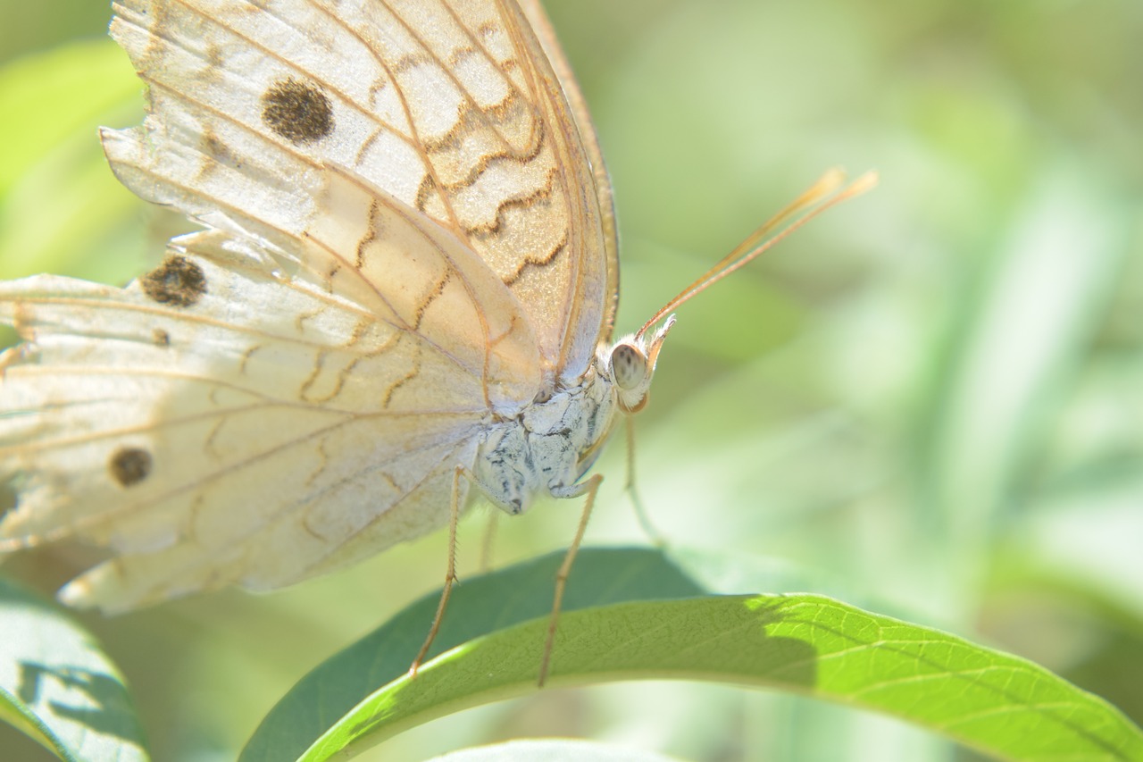 nature plant wings free photo