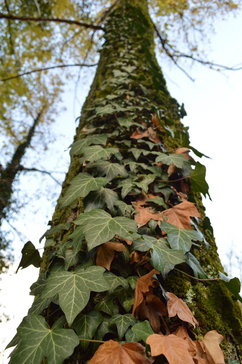 nature fall tree free photo