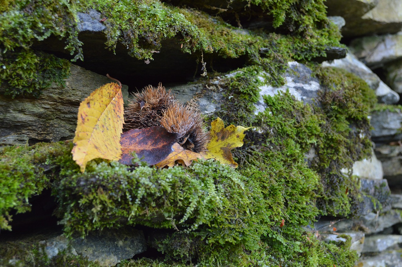 nature autumn yellow free photo