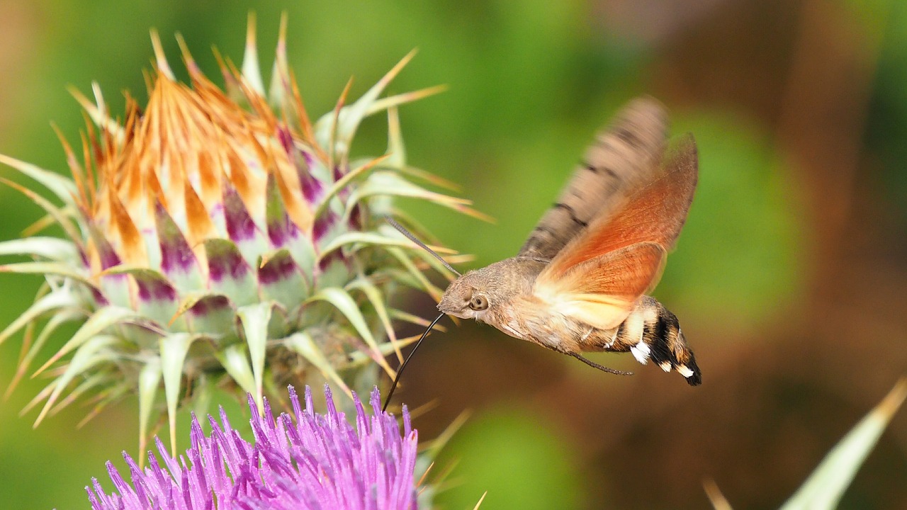 nature insects butterfly free photo