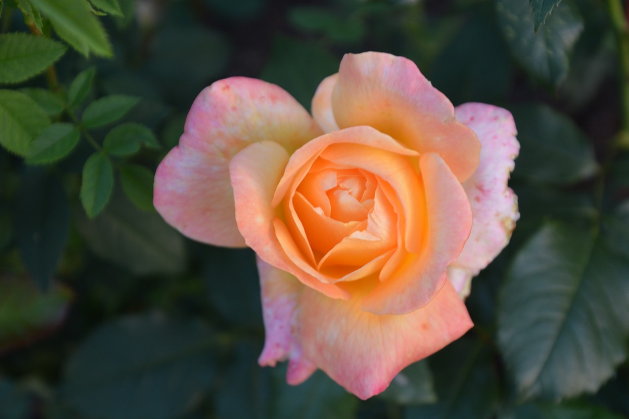 nature flower rose free photo