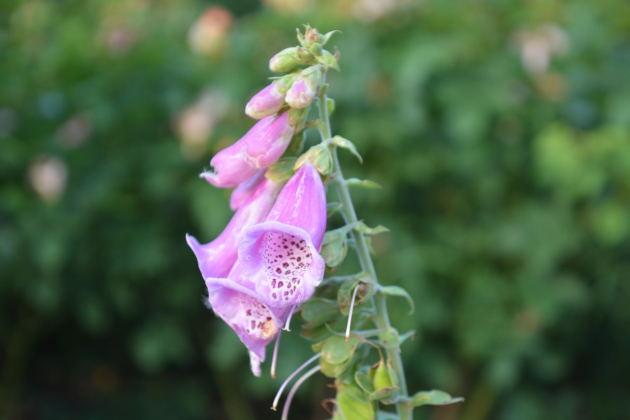 nature flower thimble free photo