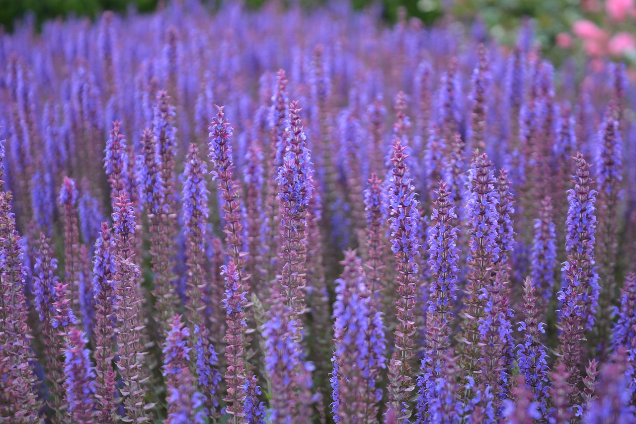 nature flower sage free photo