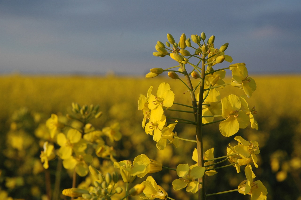 nature canola field flower free photo