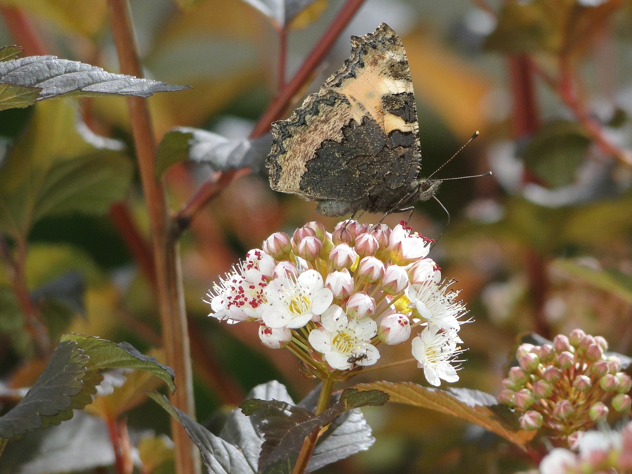 nature butterfly blossom free photo