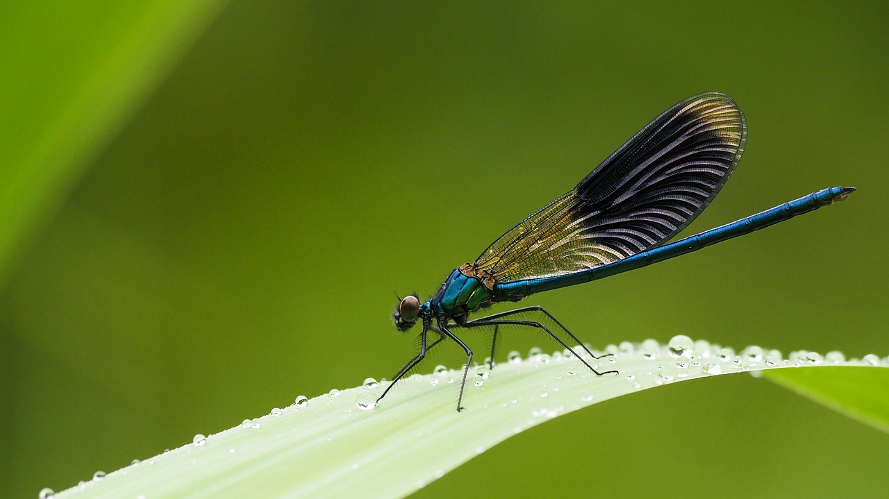 nature insects dragonfly free photo