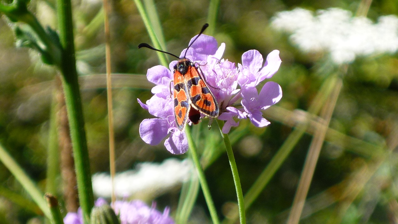 nature butterfly flowers free photo