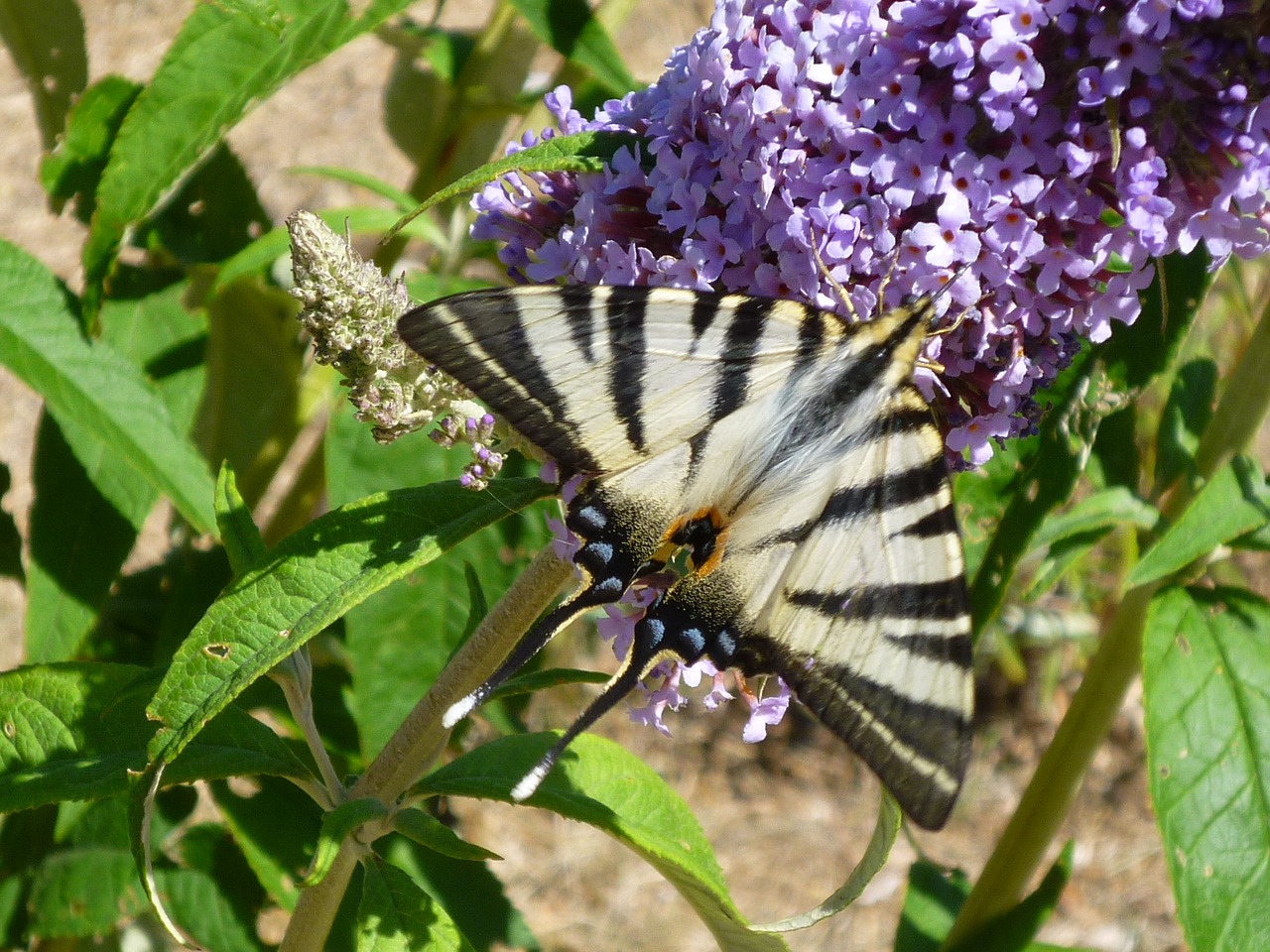 nature butterfly flowers free photo