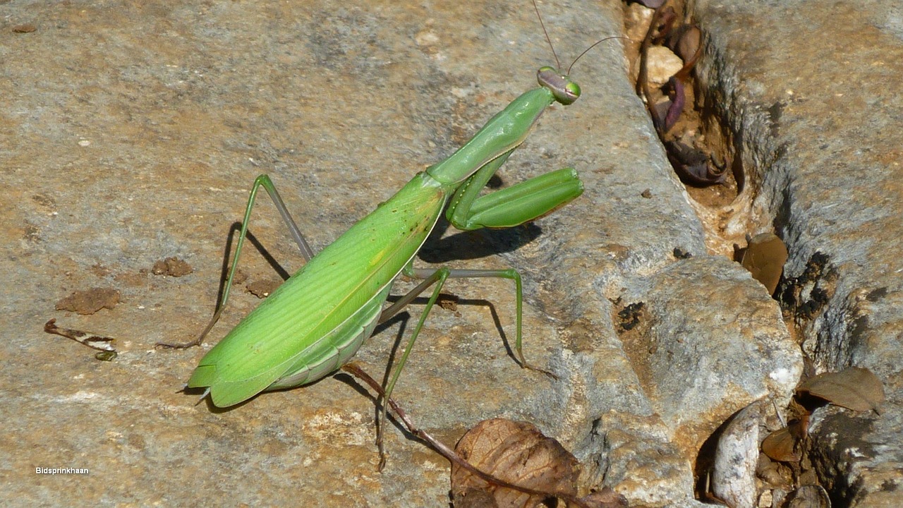 nature bug green free photo