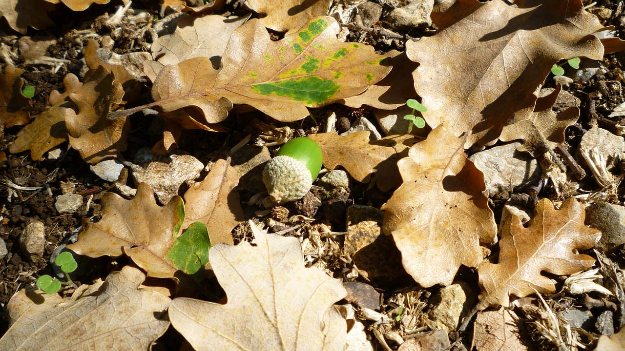 nature autumn forest free photo