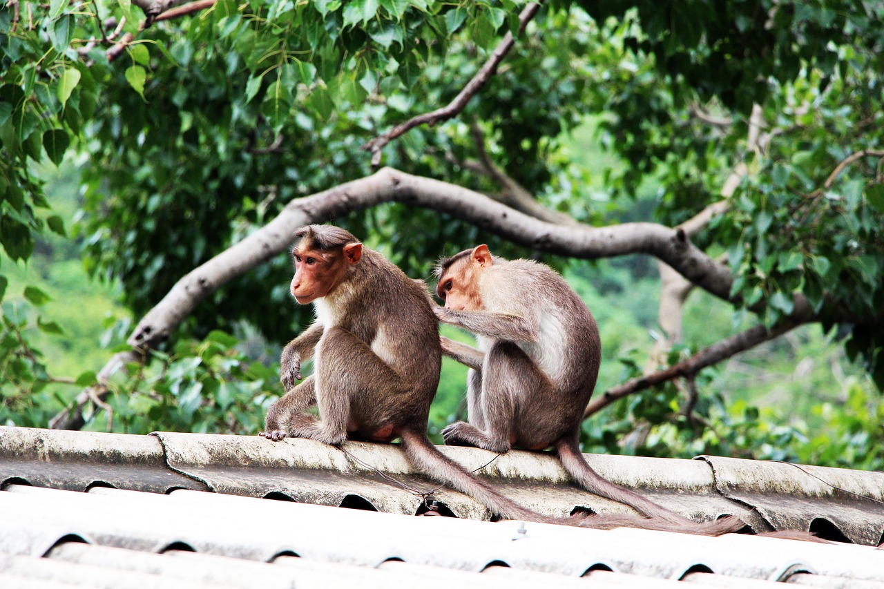 nature monkeys friends free photo