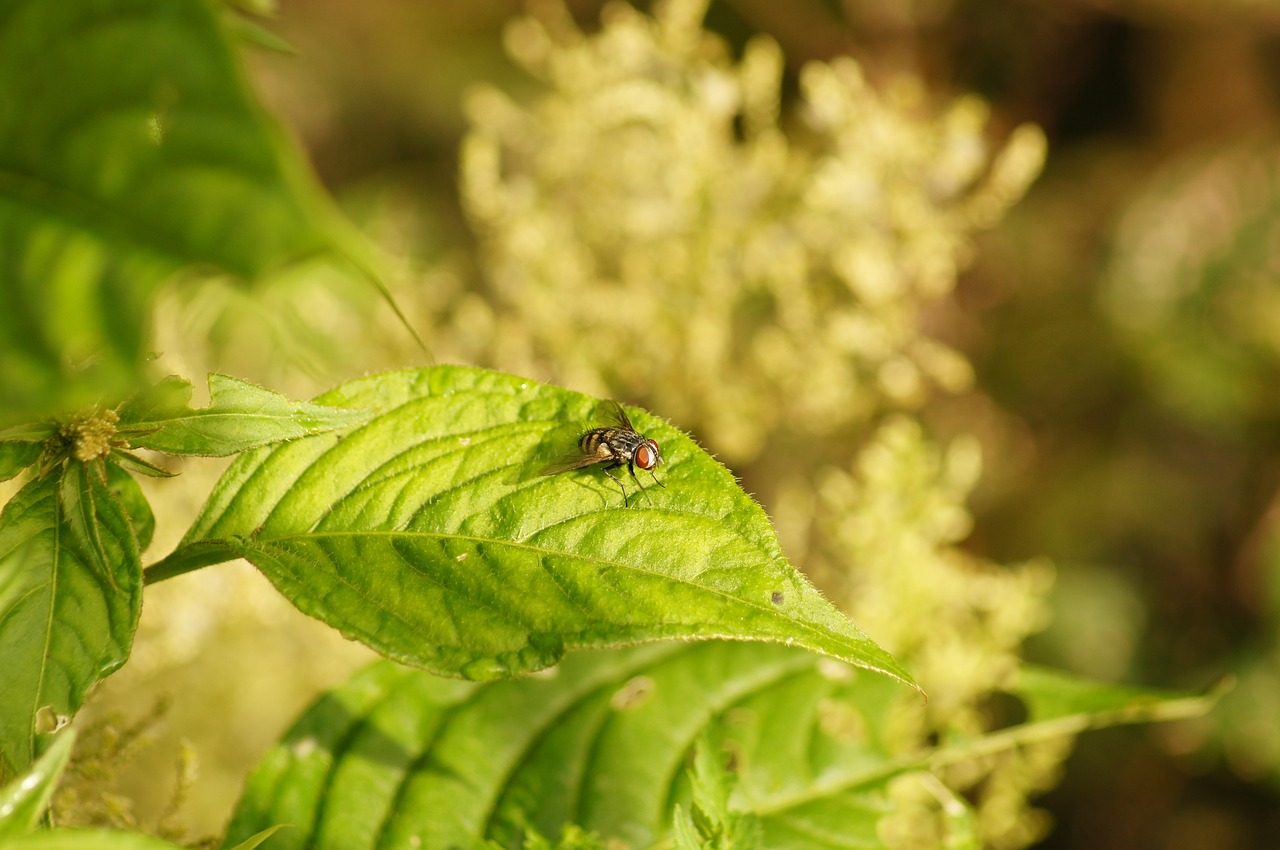 nature insects cocora free photo