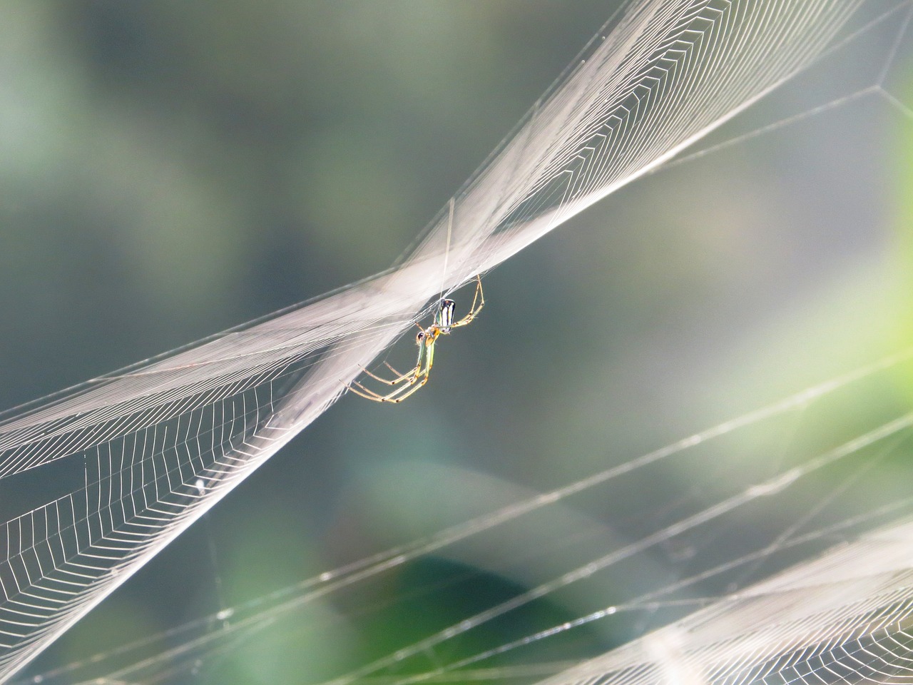 nature insects colombia free photo