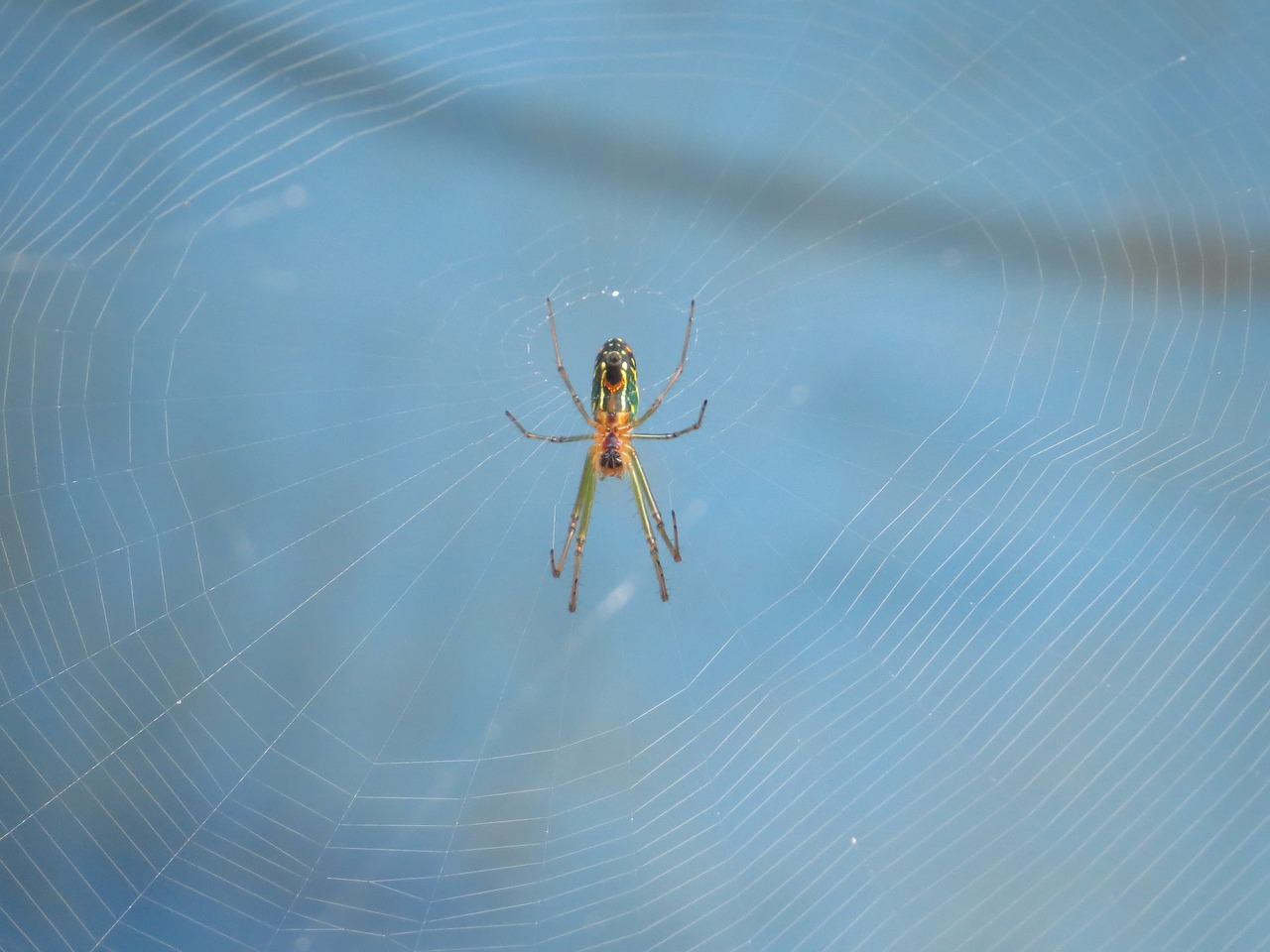 nature insects colombia free photo