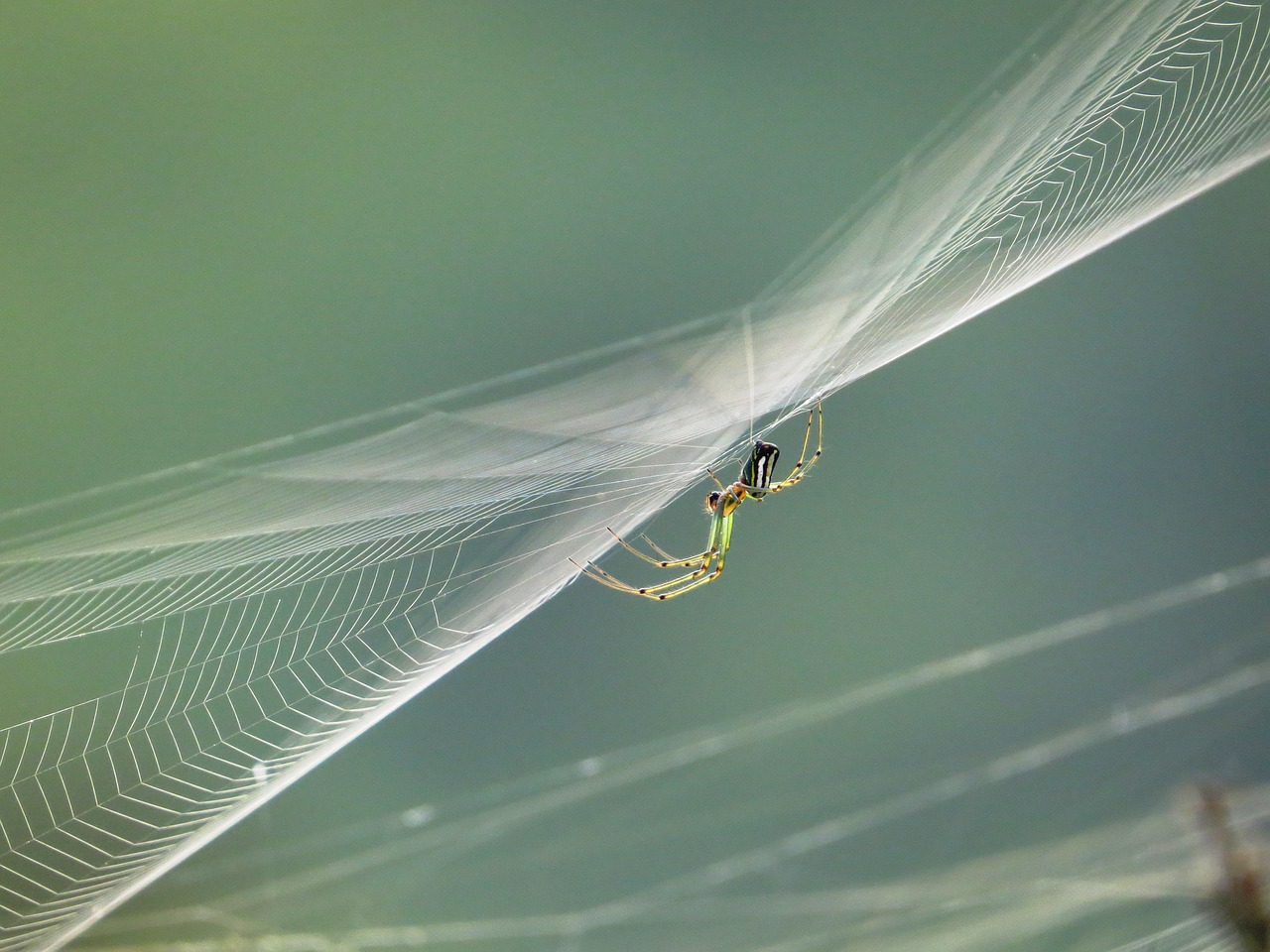 nature insects colombia free photo