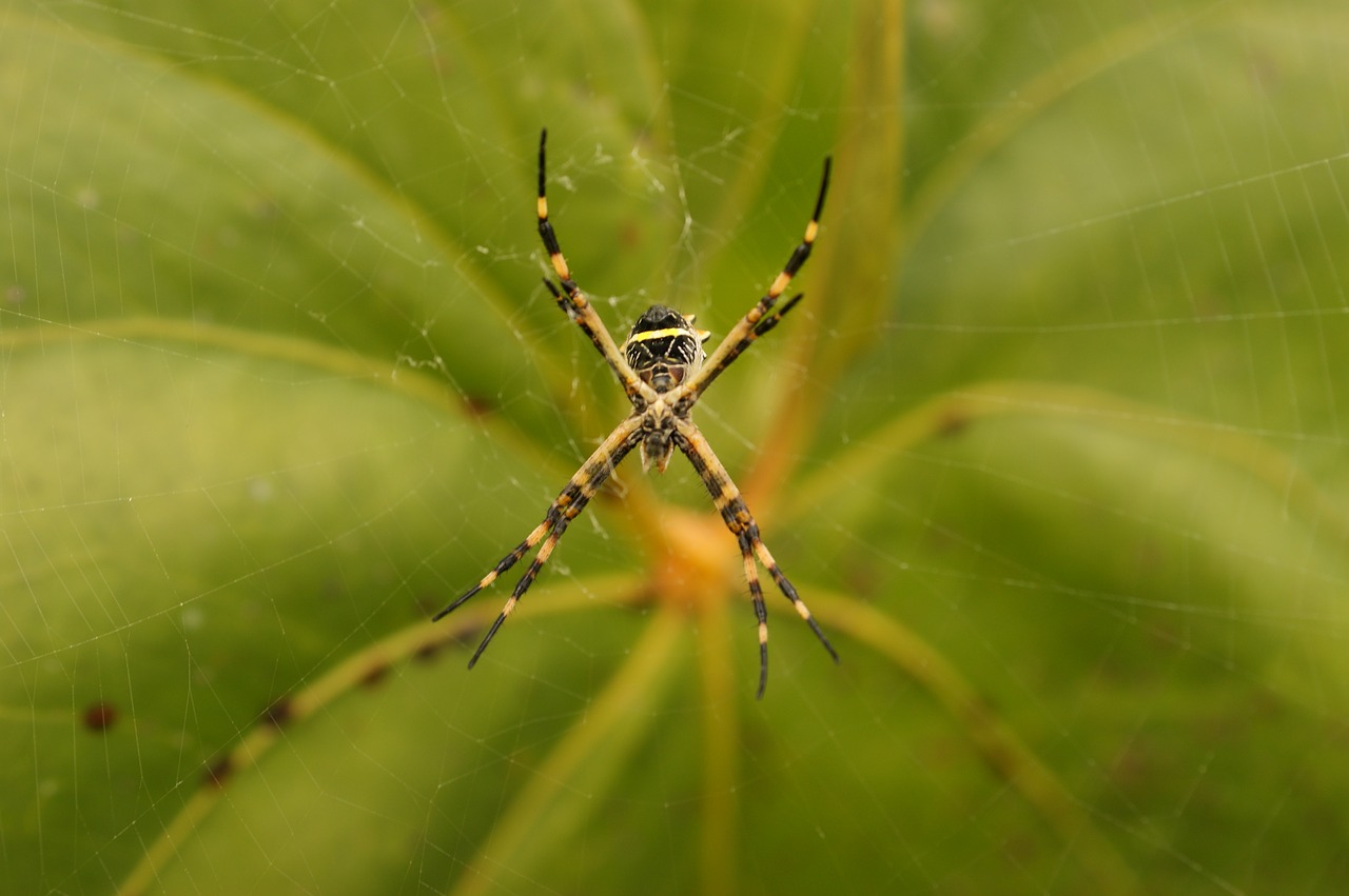 nature in the free photo