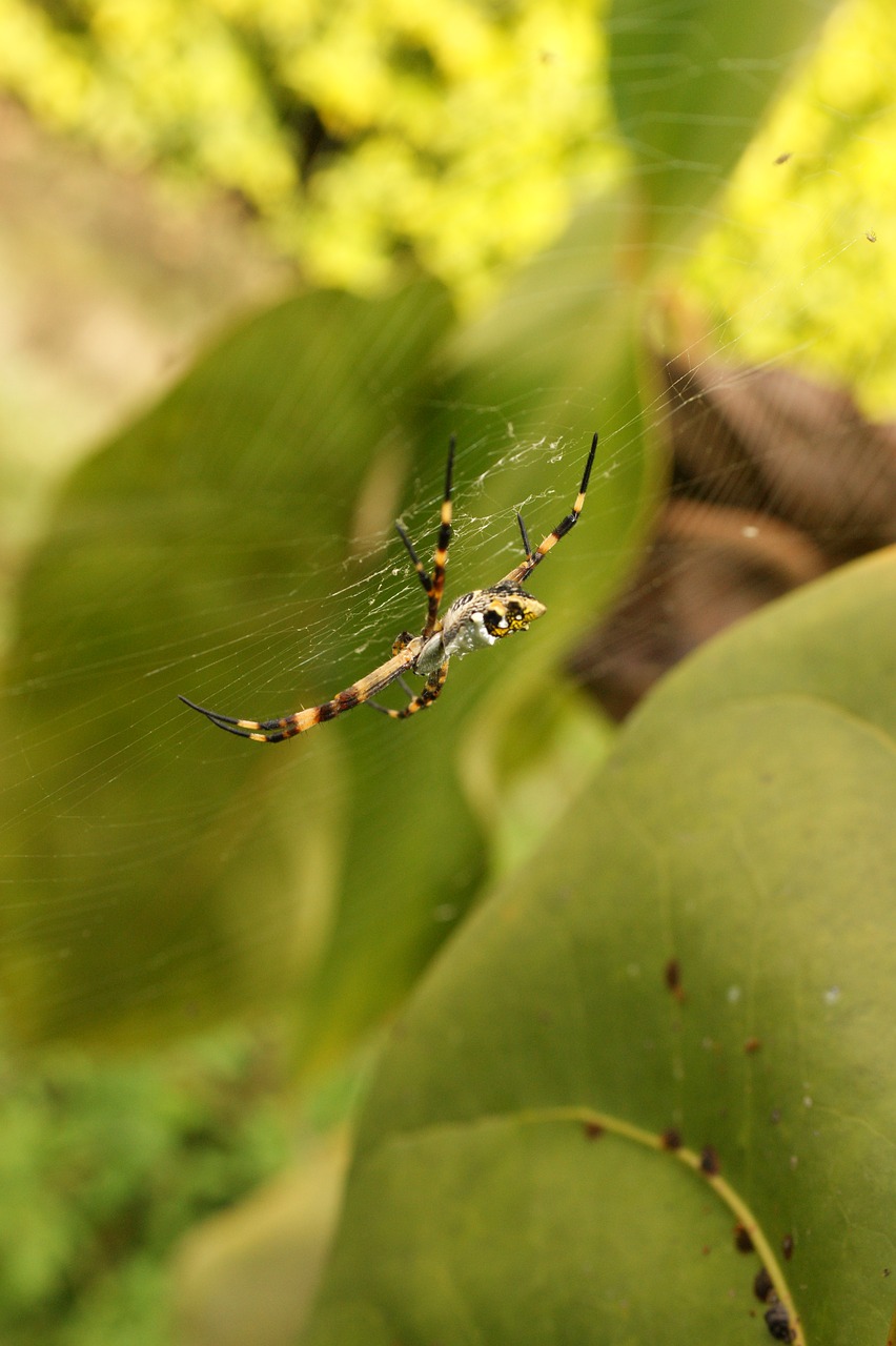 nature in the free photo