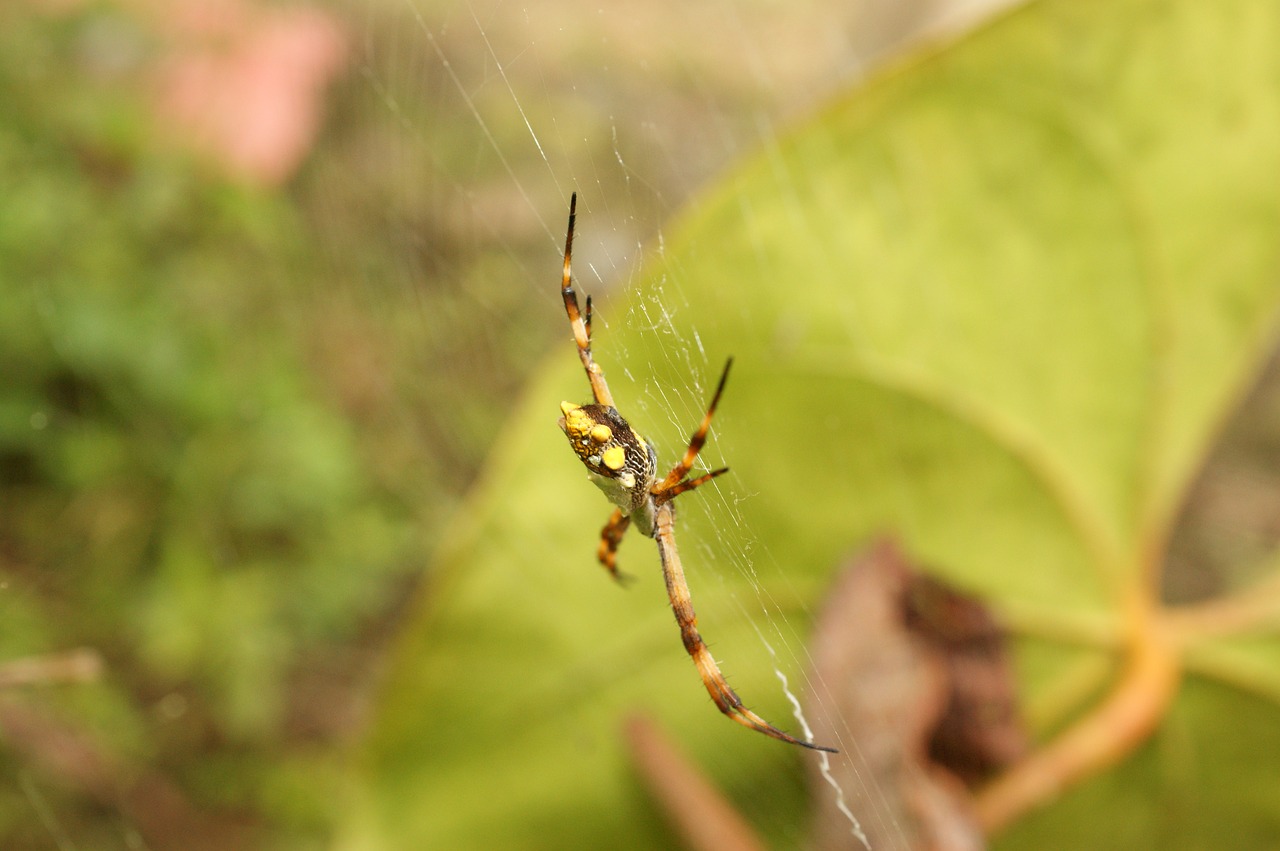 nature in the free photo