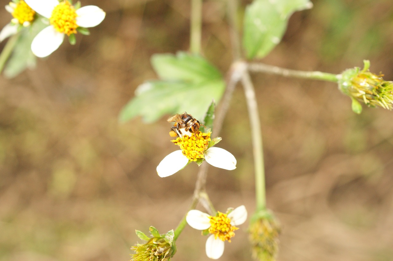 nature in the free photo