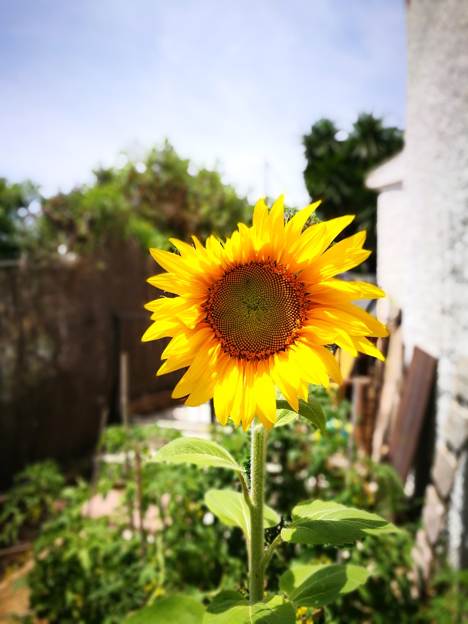 nature garden green free photo