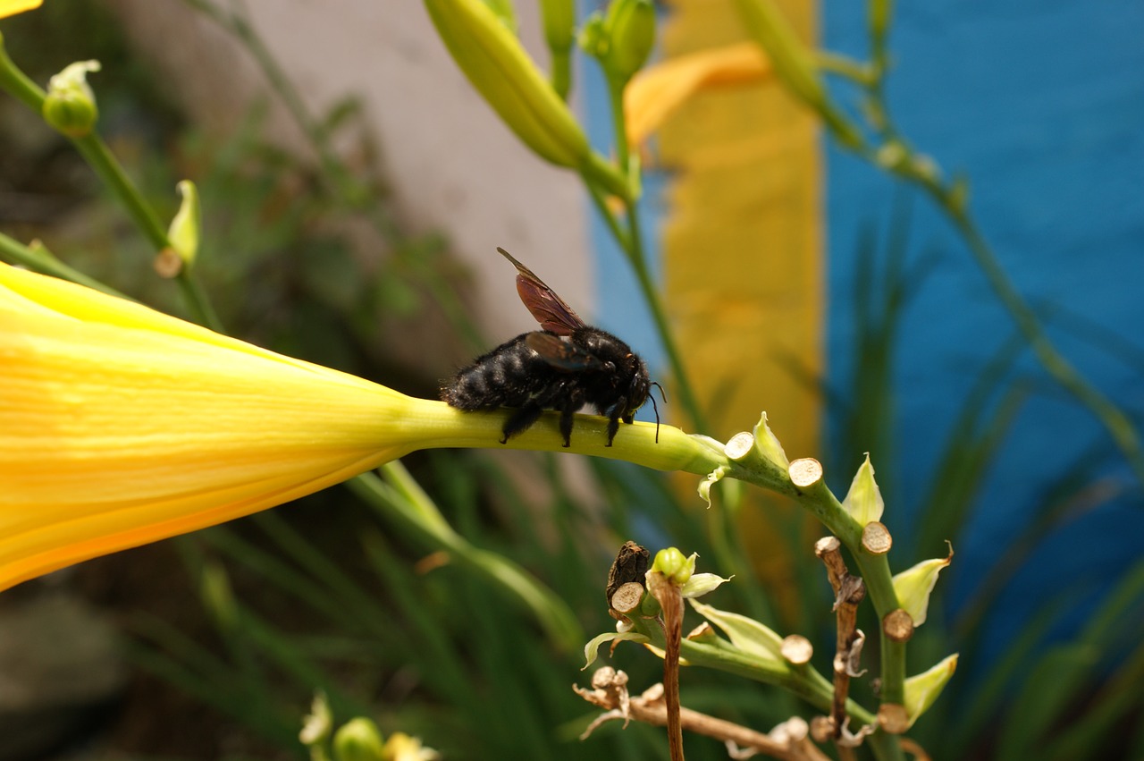 nature in the free photo