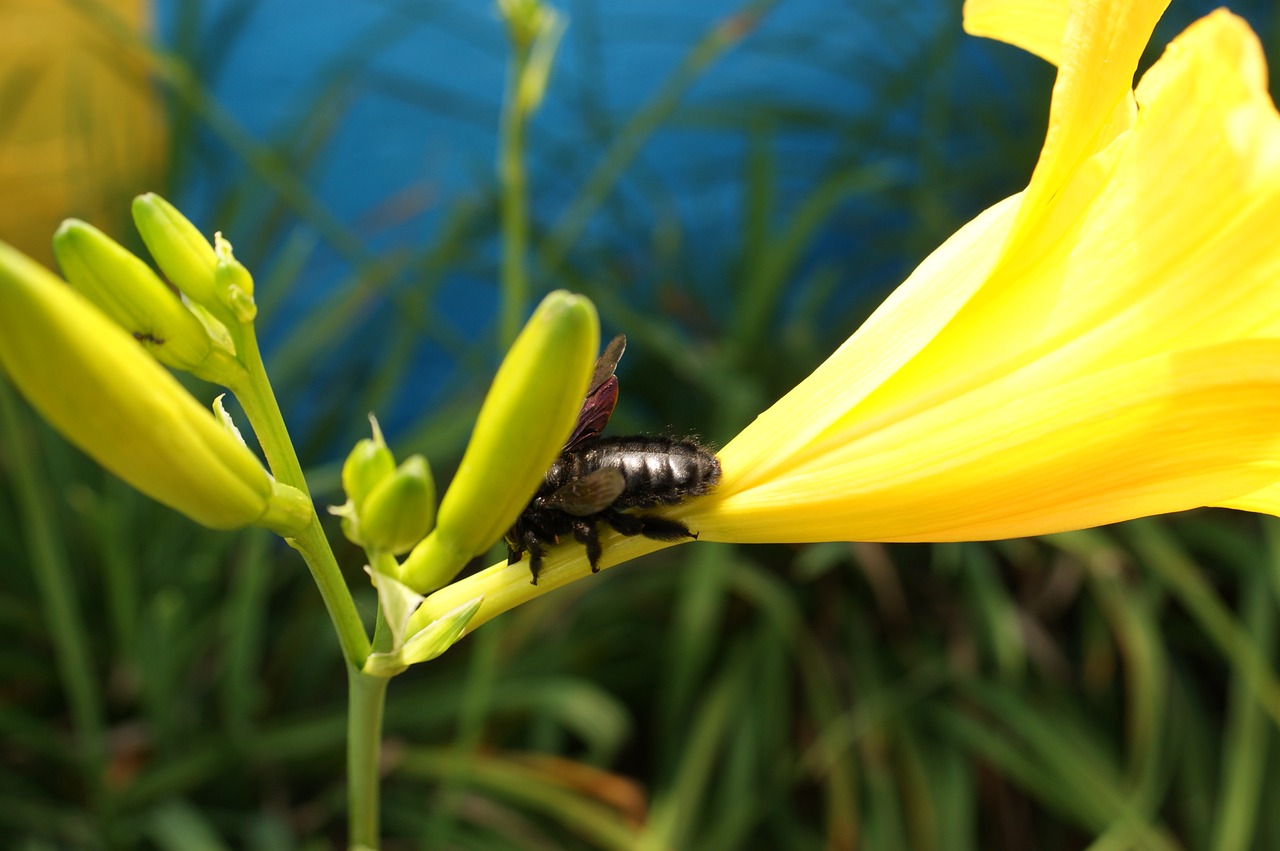 nature in the free photo