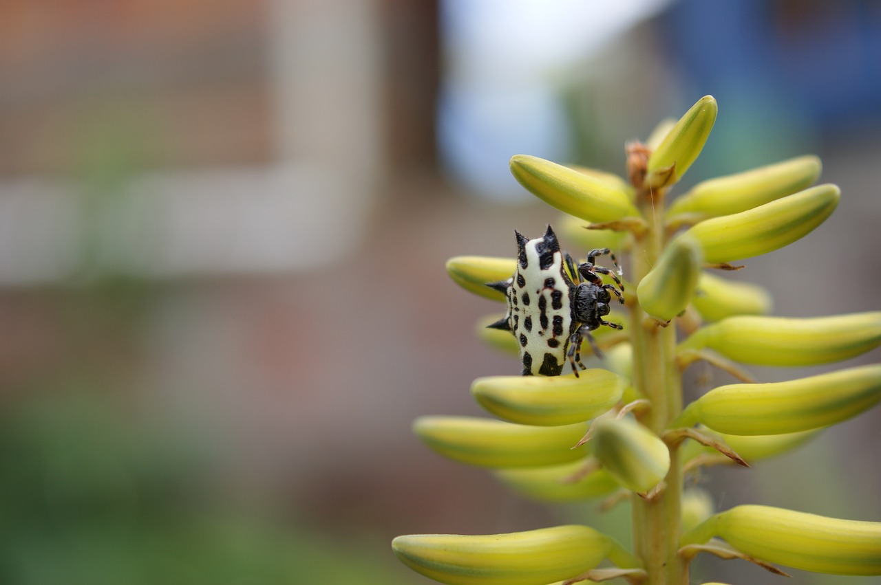 nature in the free photo