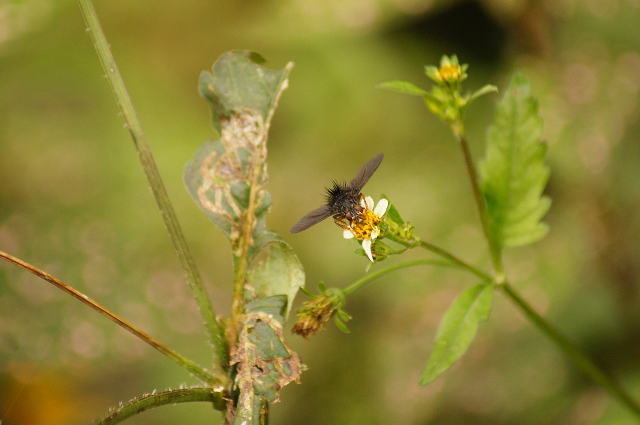 nature in the free photo