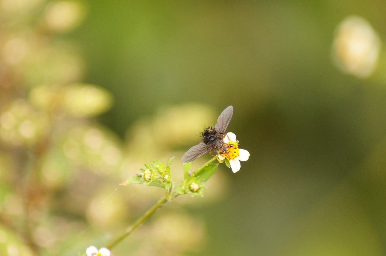 nature in the free photo