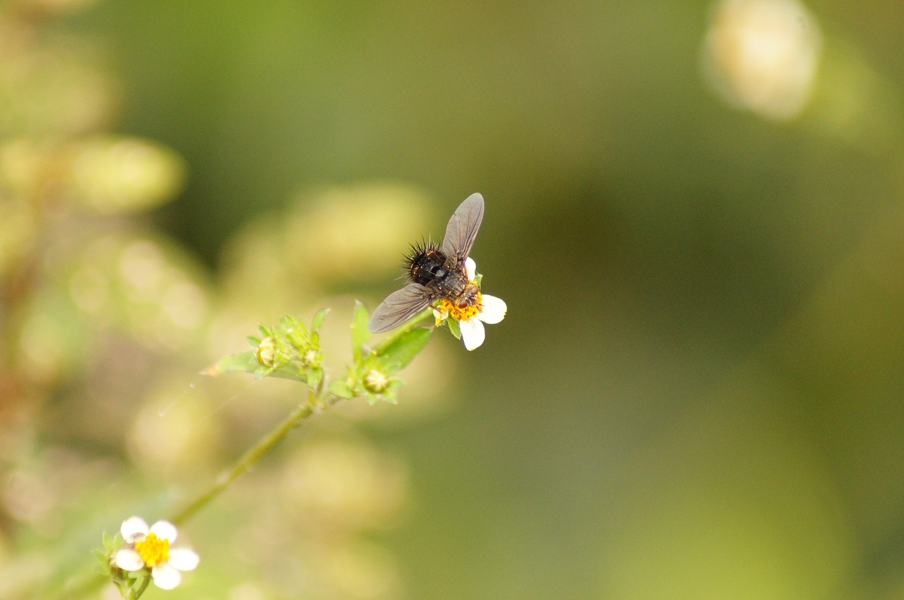 nature in the free photo