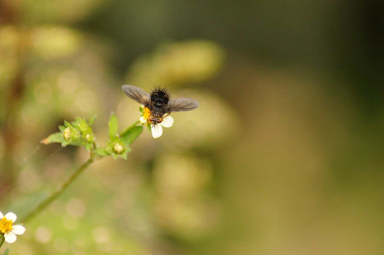 nature in the free photo