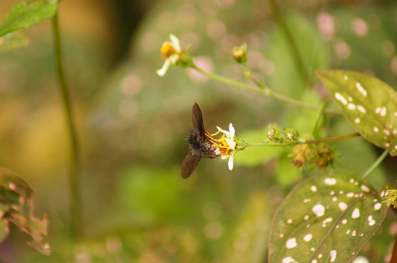 nature in the free photo