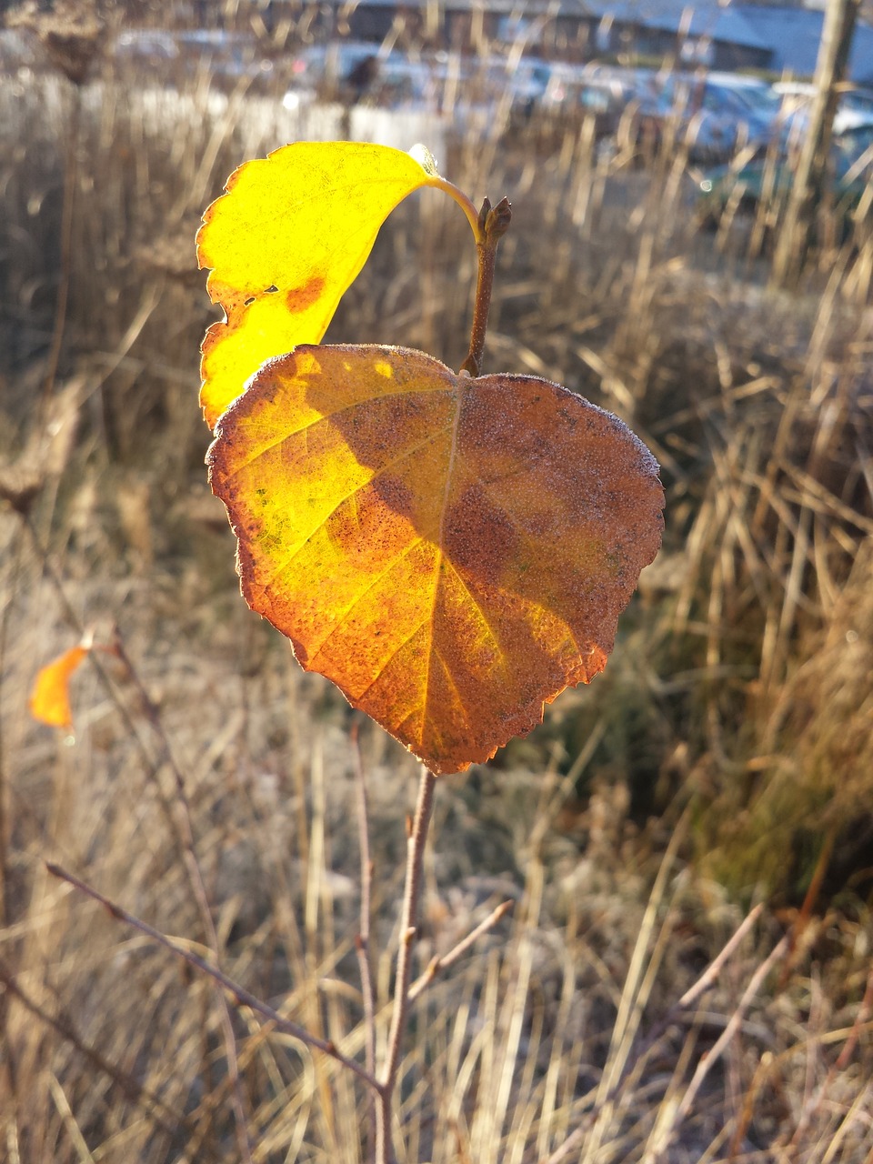 nature autumn mood free photo