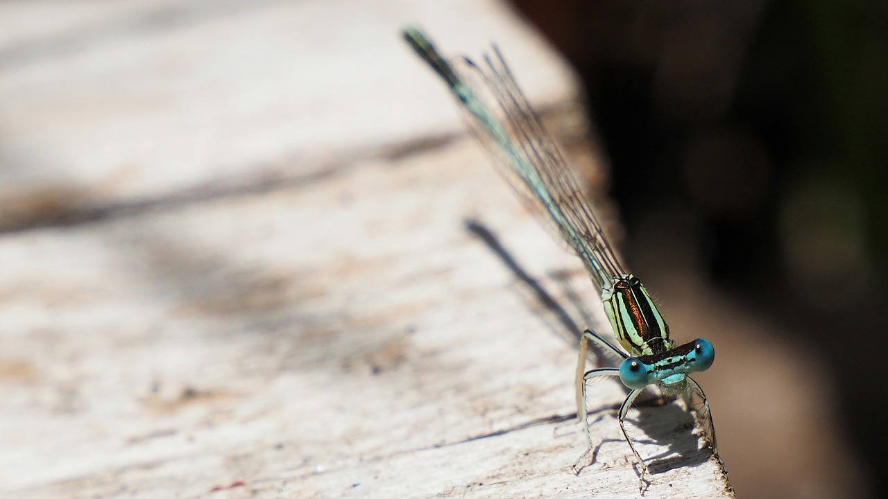 nature insects dragonfly free photo