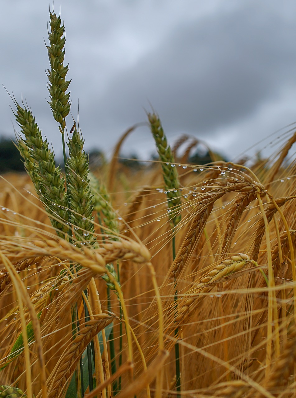 nature cereals barley free photo