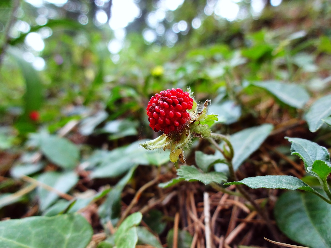 nature berry plant free photo