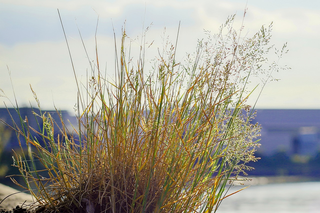 nature blades of grass meadow free photo