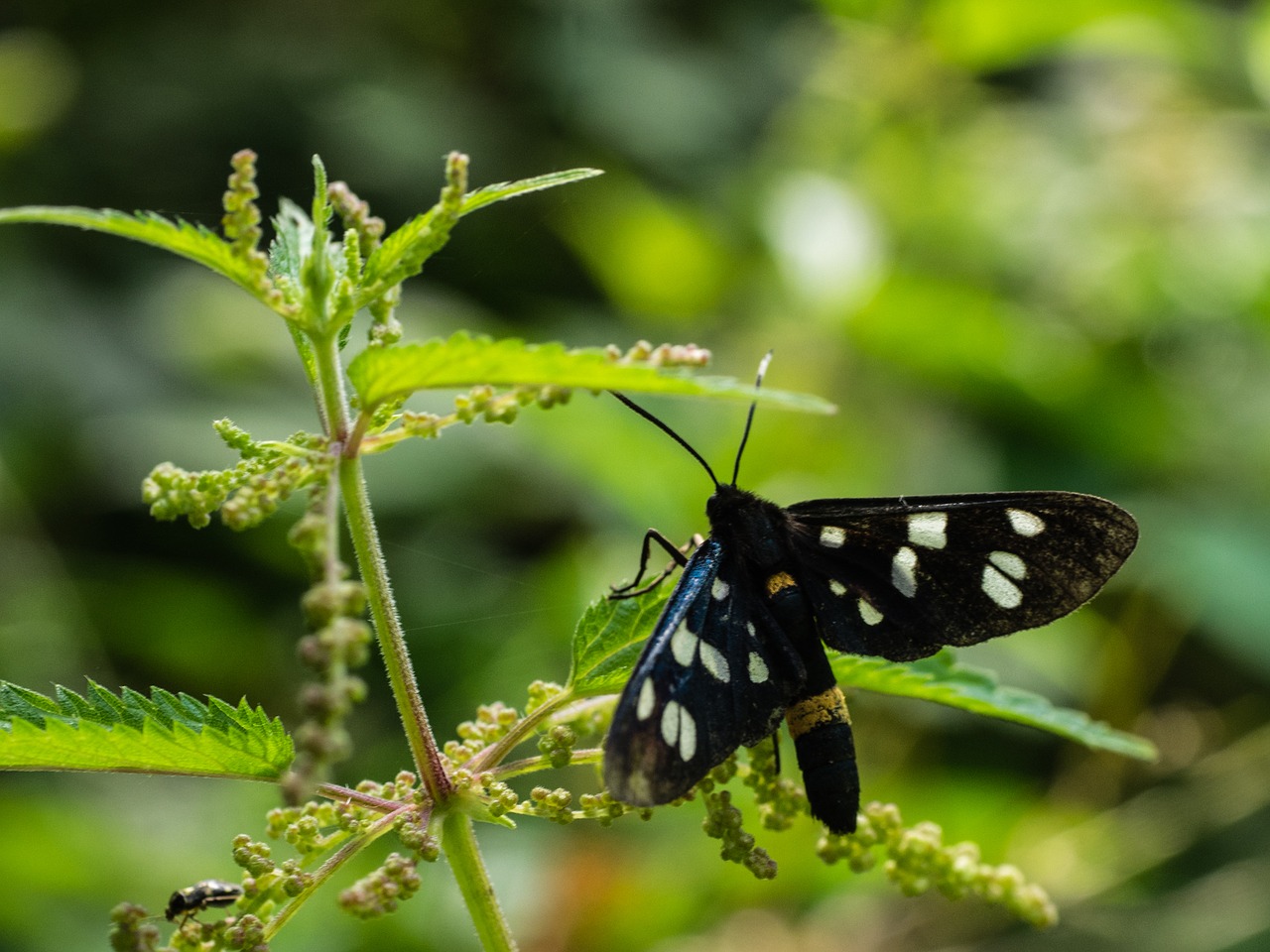 nature butterfly phigeavlinder free photo