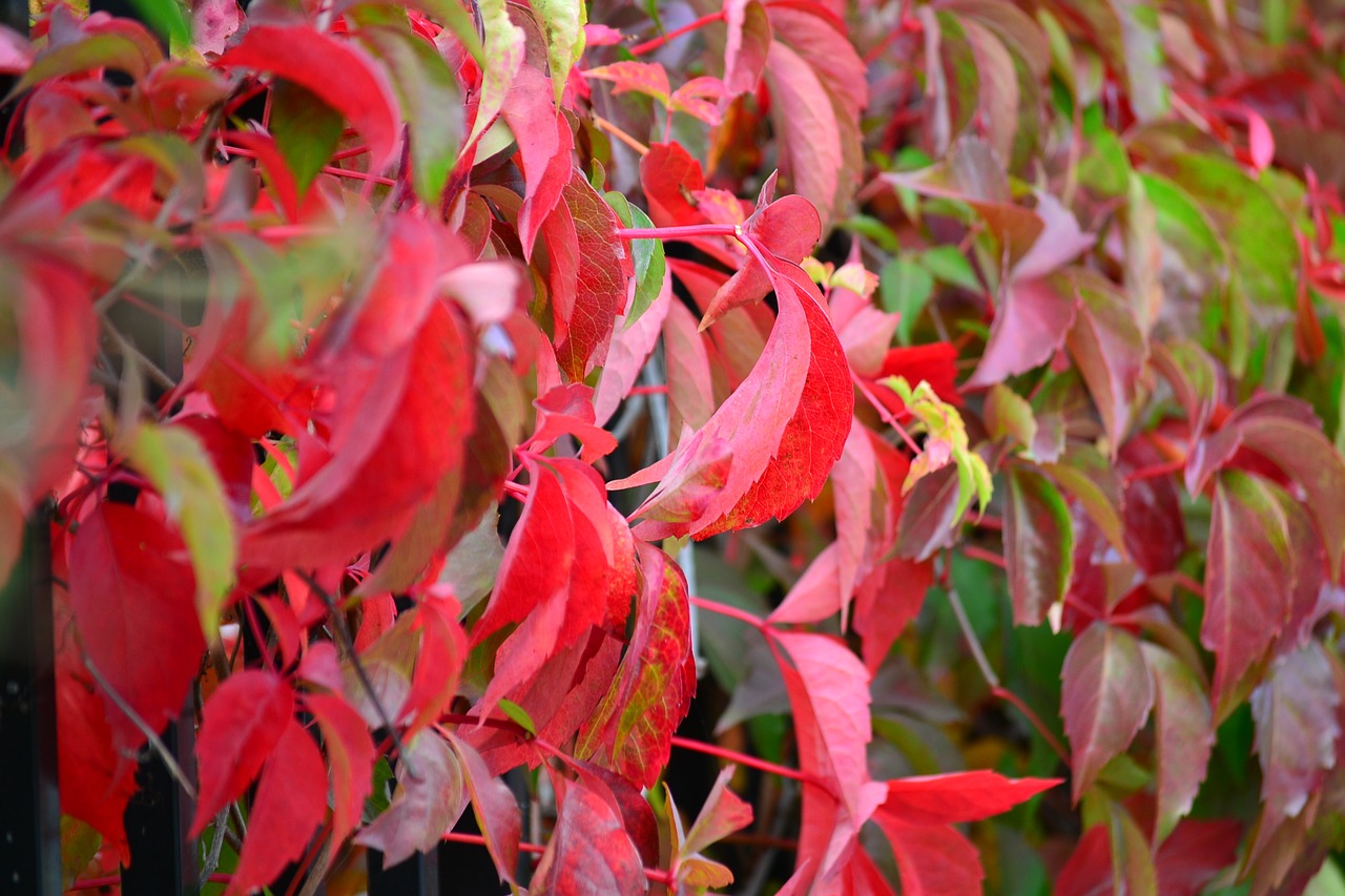 nature leaves autumn free photo