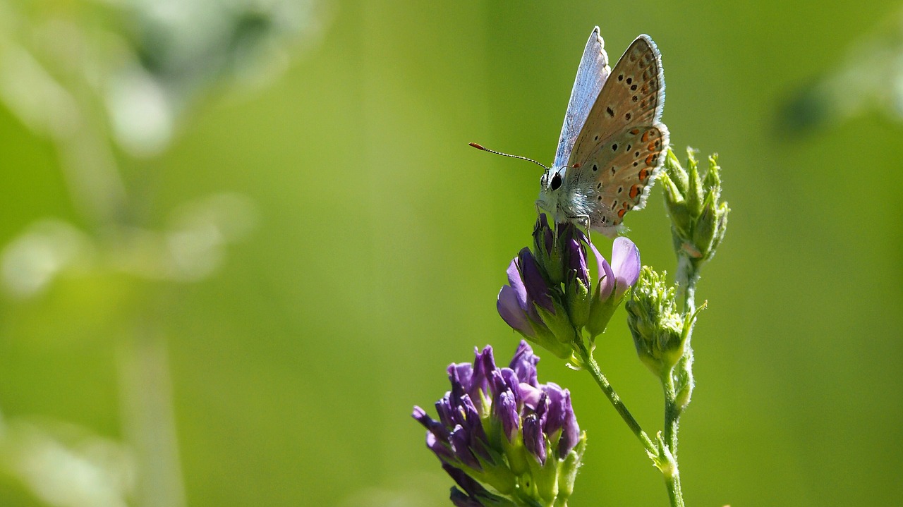 nature insects butterfly free photo