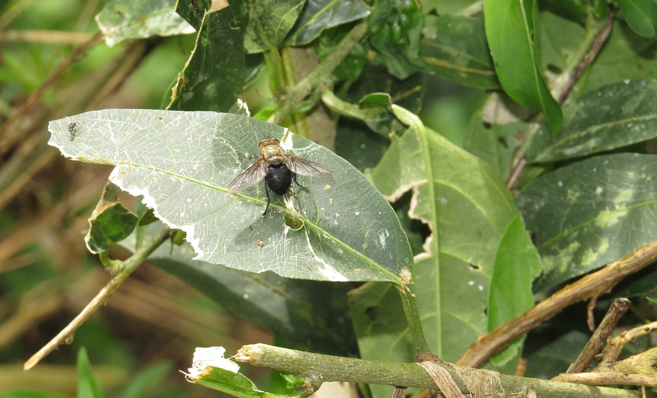 nature insects quindio free photo