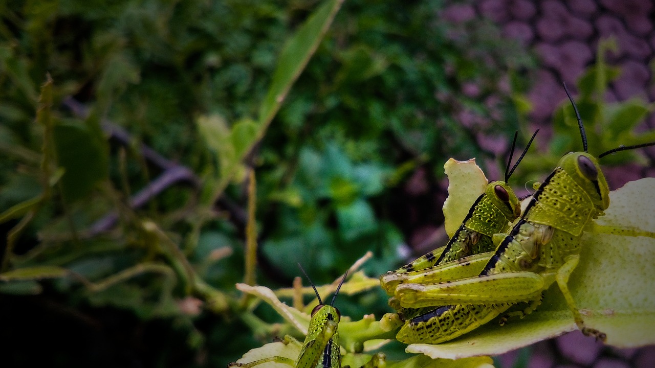 nature leaf close up free photo